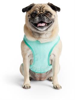 Elasto-Fit Ice Vest - Aqua. Kølevest til hunde i størrelse M.